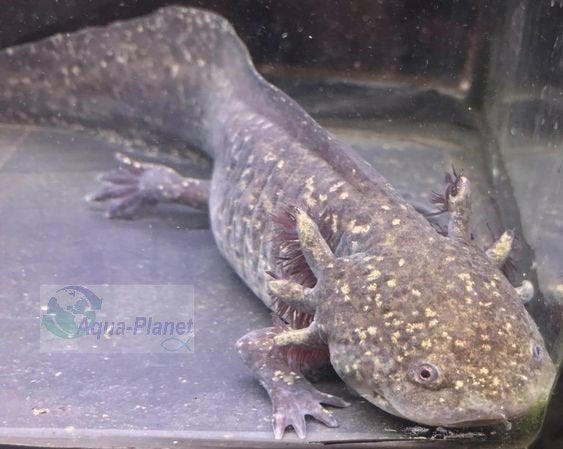 Axolotl - Starburst Grade A, Dieren en Toebehoren, Vissen | Aquariumvissen, Overige typen, Zoetwatervis