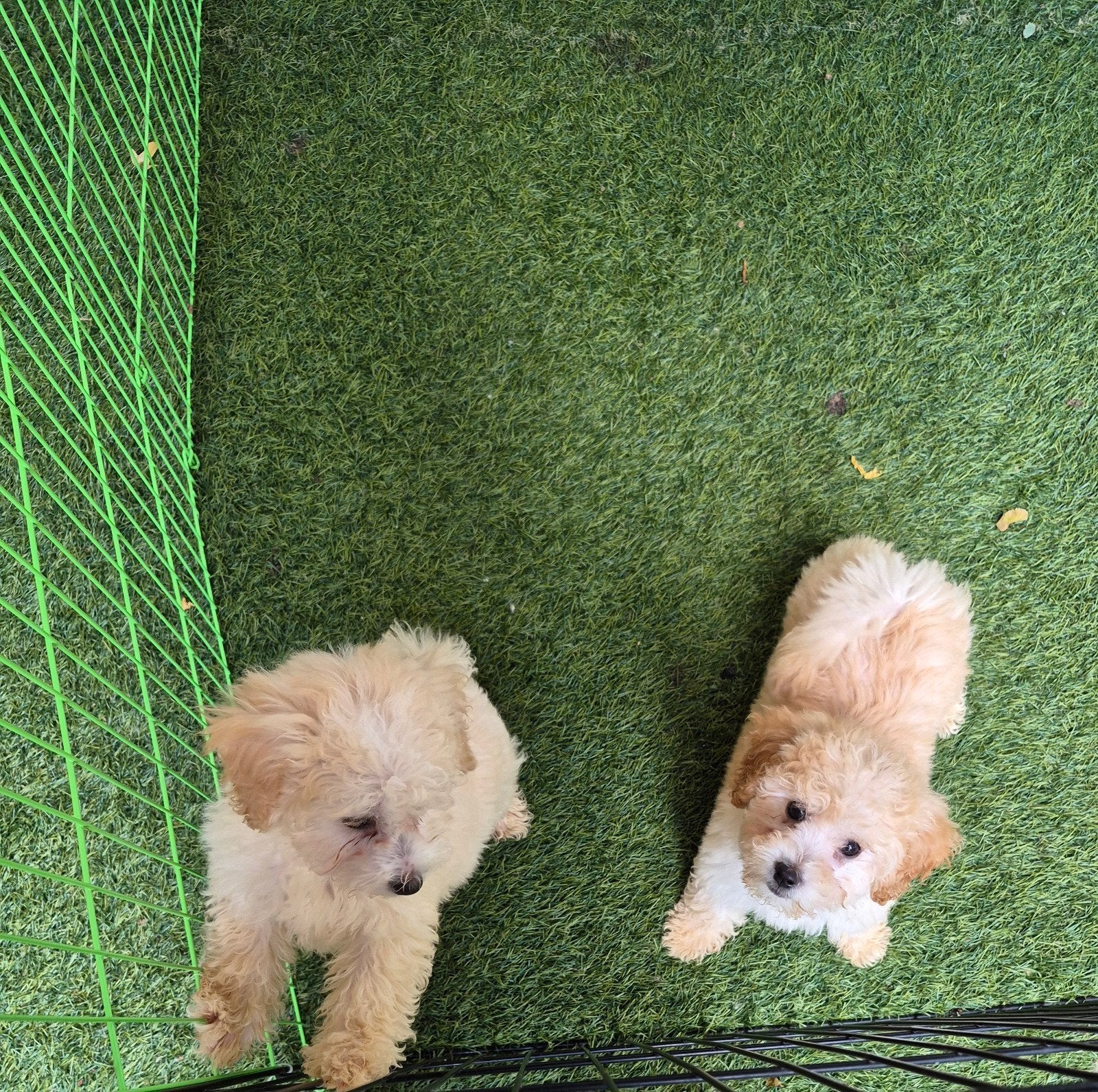 Maltipoo nog 2 mooie gezonde dames beschikbaar, Overige rassen, 8 tot 15 weken, Teef, Meerdere