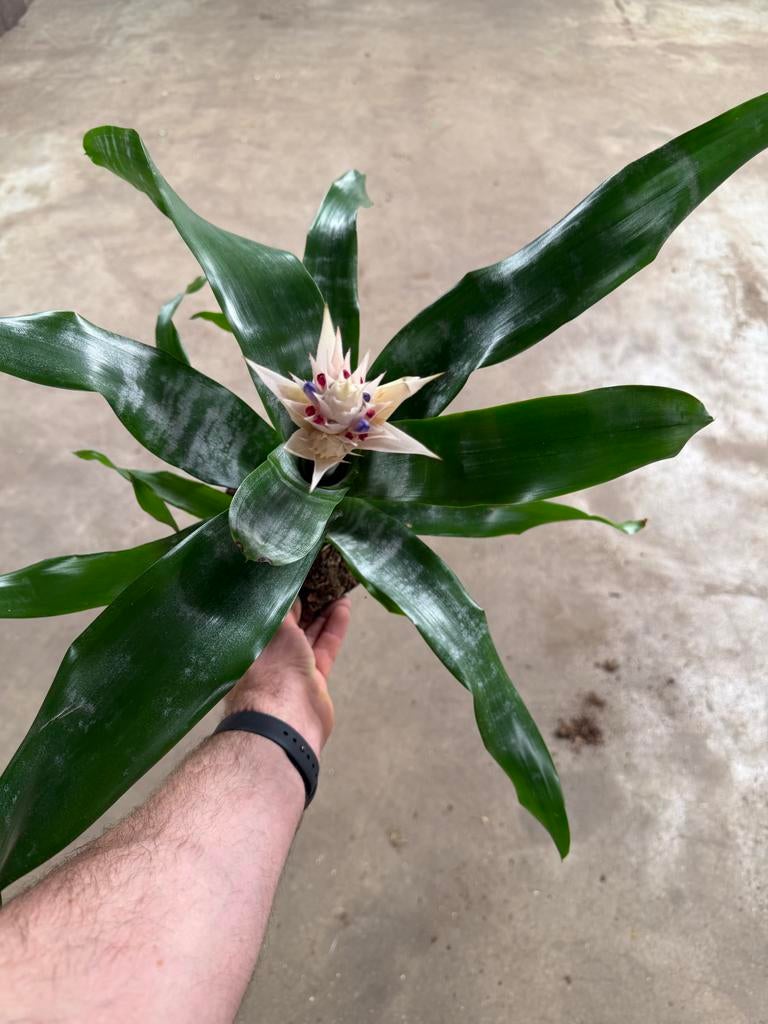 Aechmea Fasciata - Bromelia in 15 cm pot, Overige soorten, In pot, Minder dan 100 cm, Bloeiende kamerplant