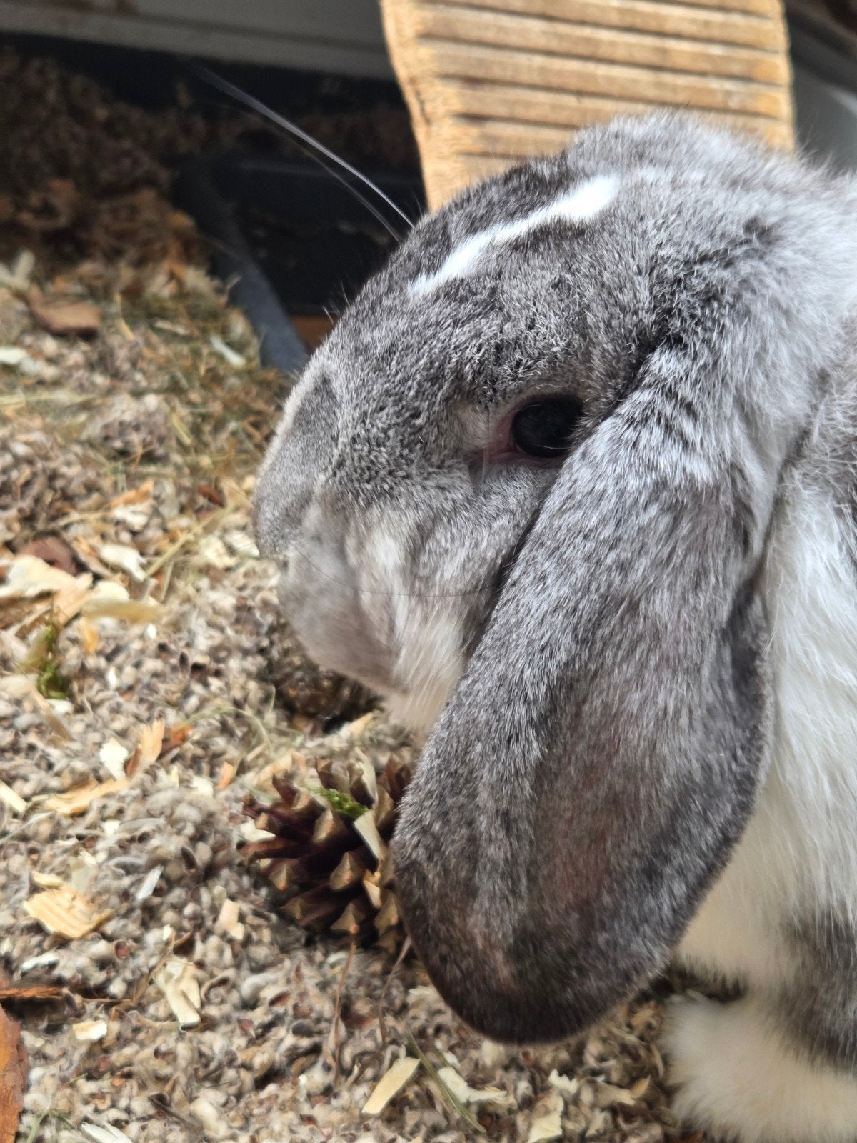 Lieve voedster konijn, Dieren en Toebehoren, Konijnen, Vrouwelijk