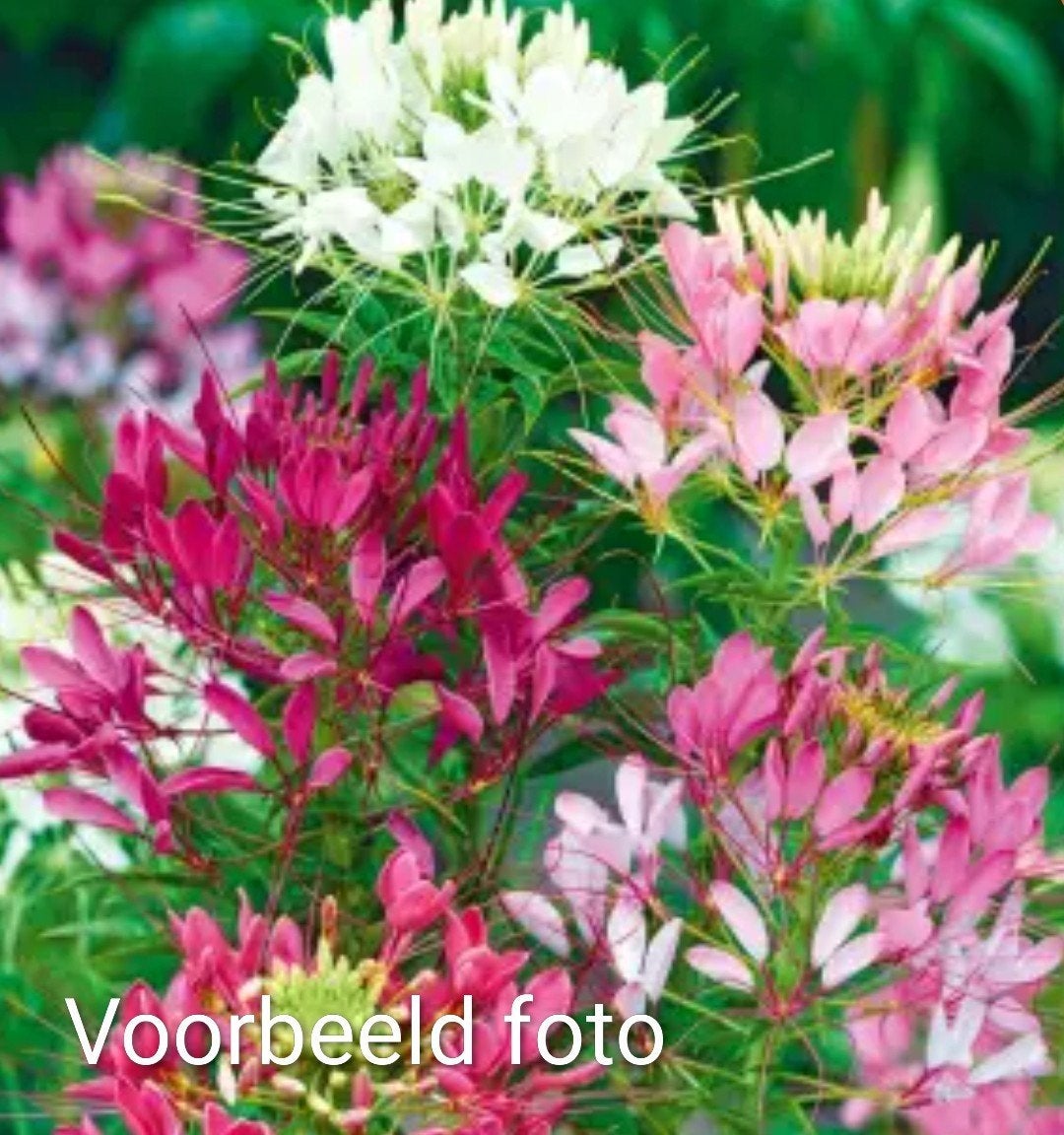 Kattensnor., Tuin en Terras, Planten | Tuinplanten, Ophalen, Eenjarig