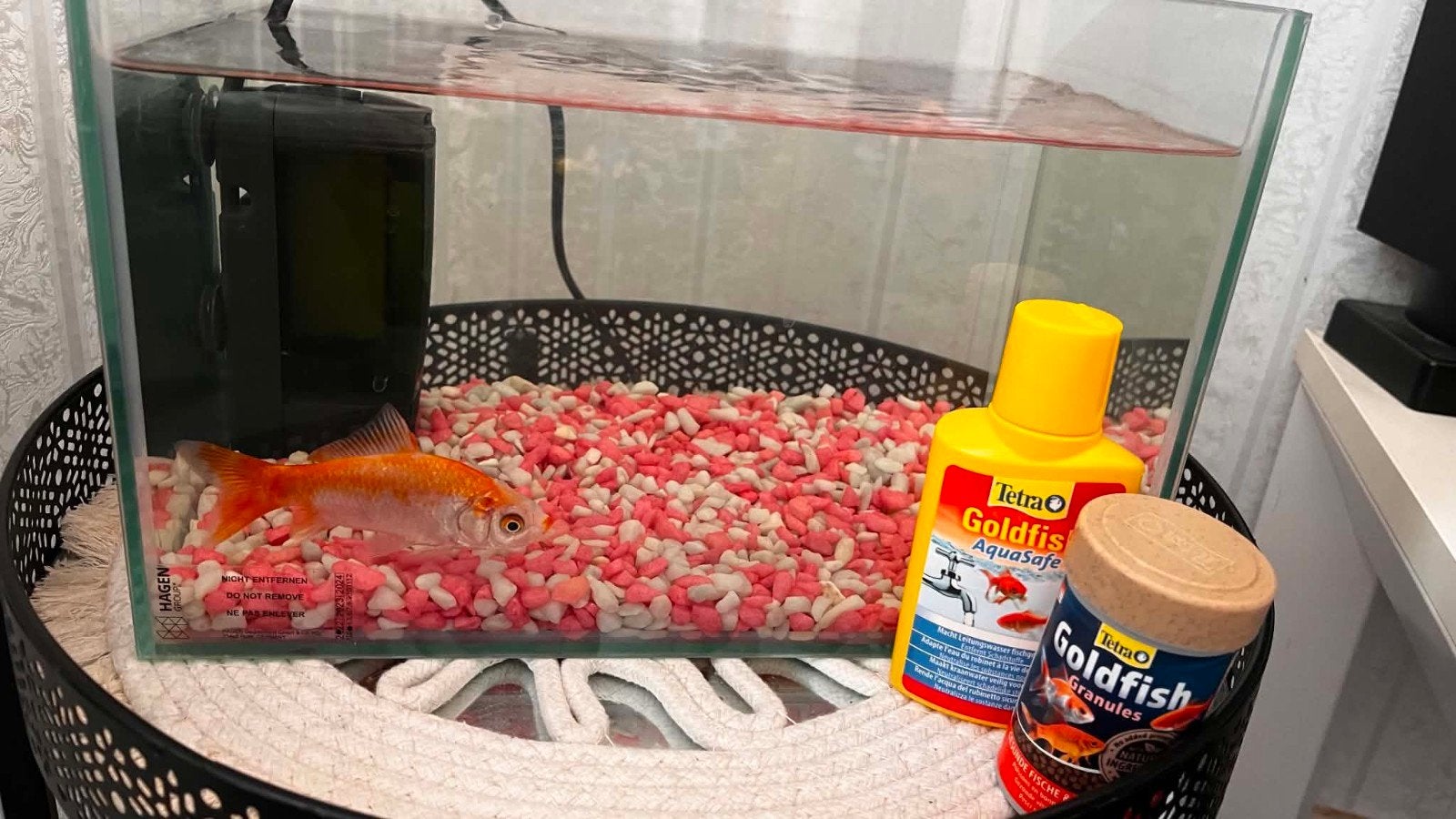 Golden Vis met alles (Gratis), Overige typen, Ophalen, Minder dan 60 cm, Minder dan 75 cm