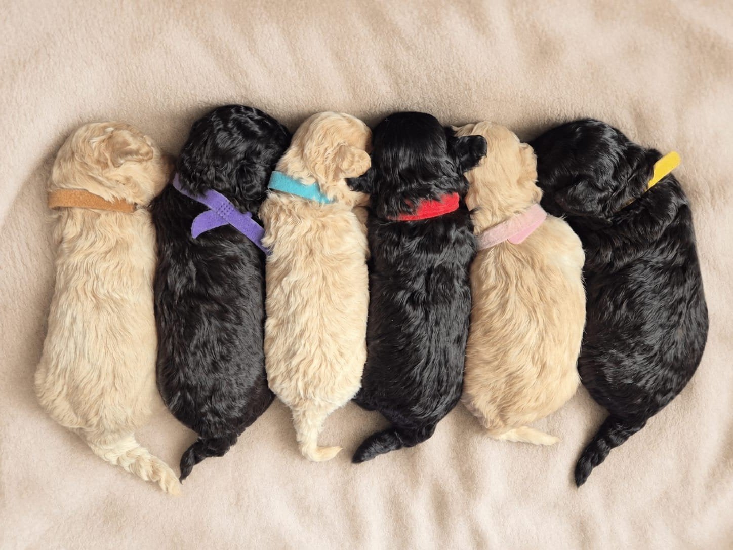 Prachtige Toy x kleine Dwergpoedel pups, Dieren en Toebehoren, Poedel, 8 tot 15 weken, Meerdere, Meerdere dieren