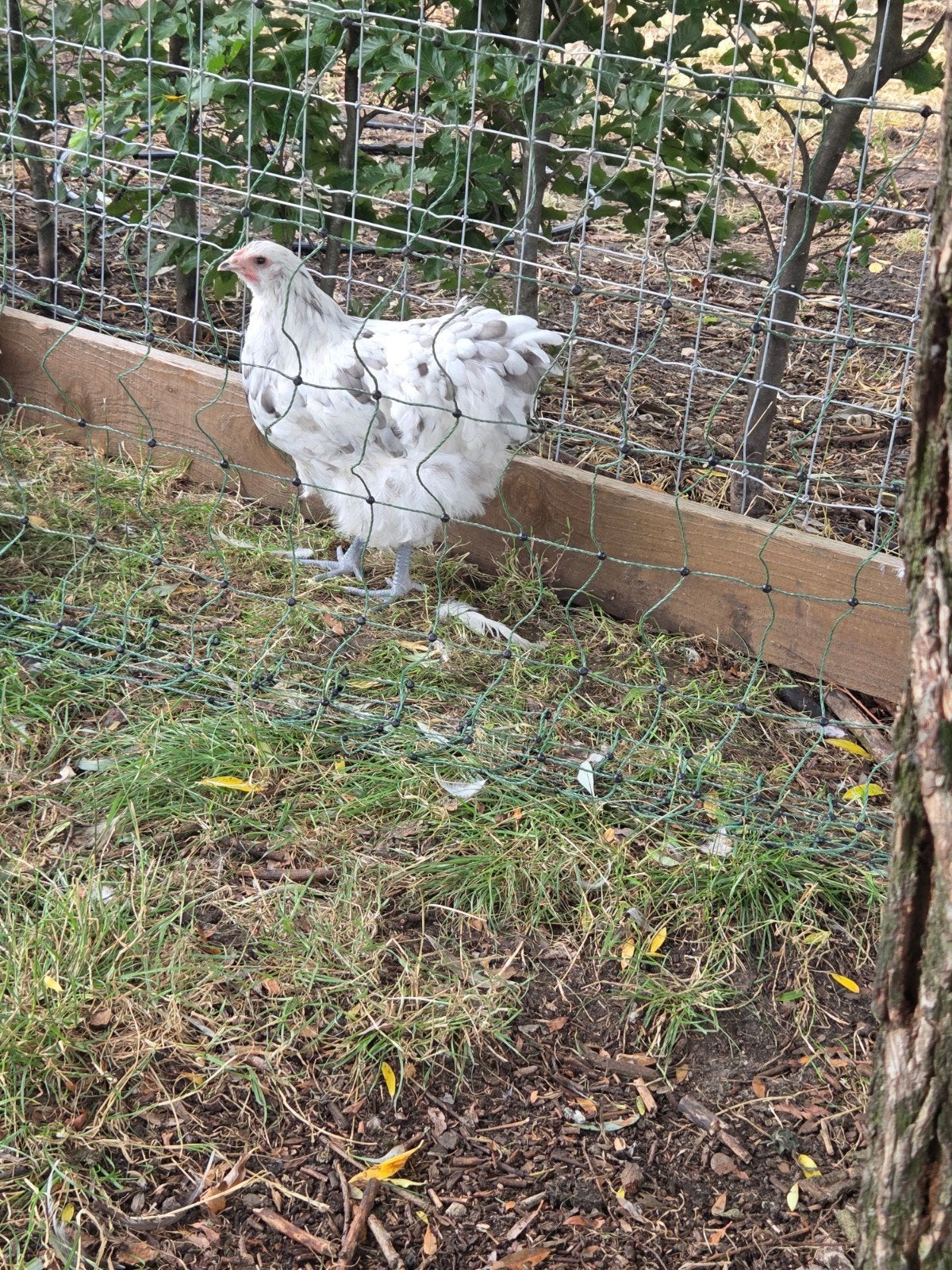 2 mooie orpington splach hennen, Dieren en Toebehoren, Vrouwelijk, Kip