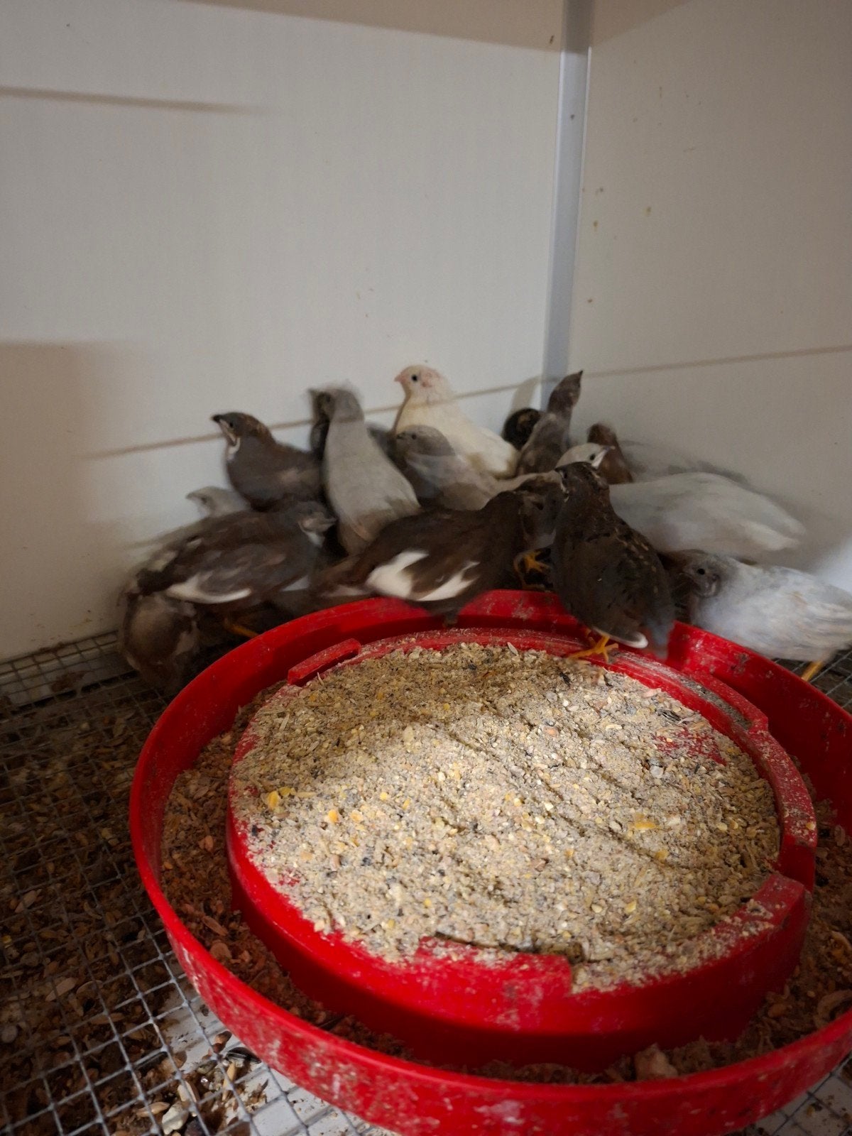 20 chinese dwerg kwartel hanen, Dieren en Toebehoren