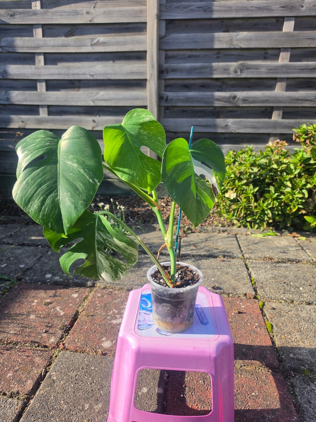 Monstera Variegata met 4 bladeren, Ophalen, Overige soorten, Volle zon