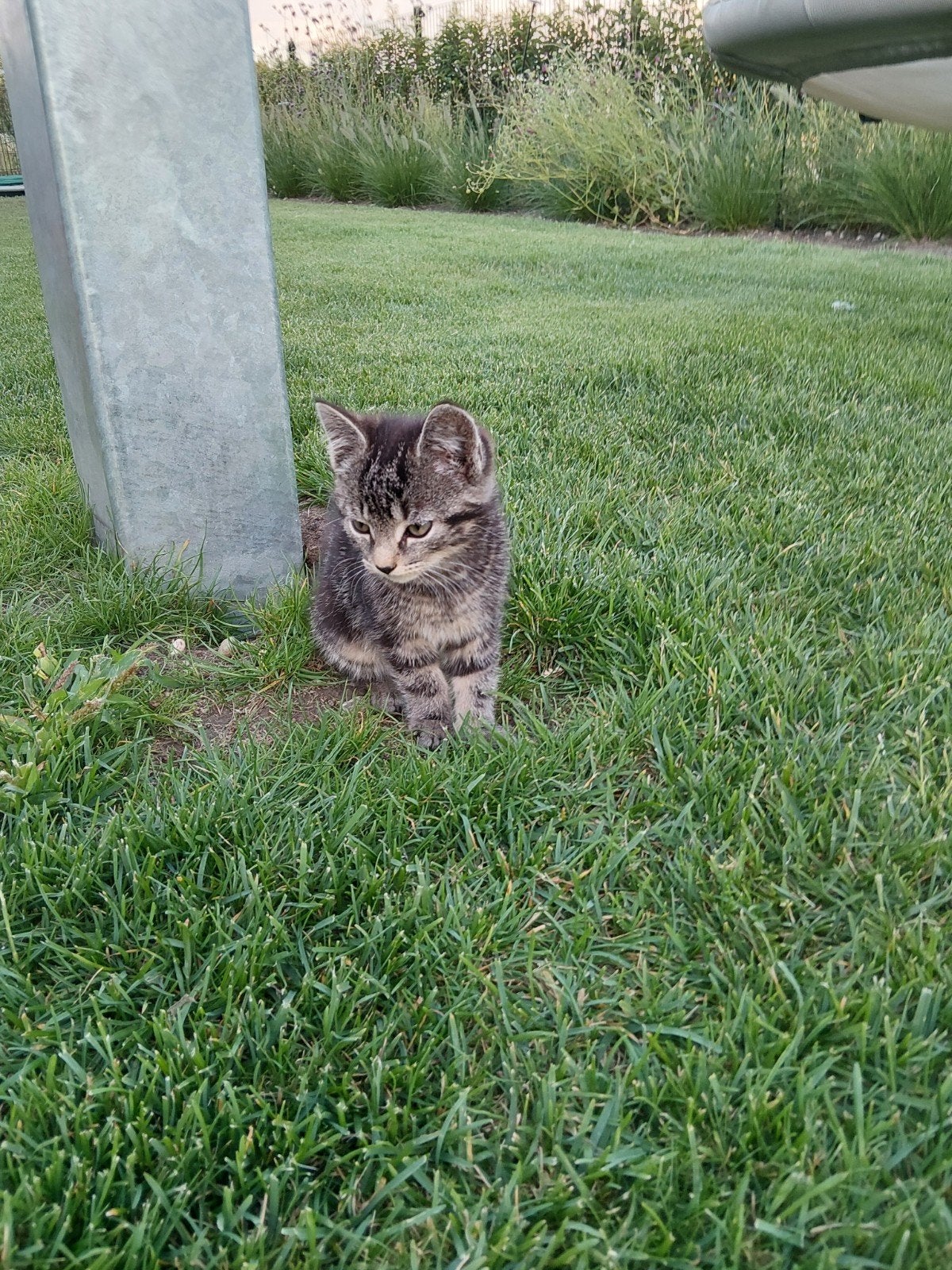 Boederij kittens, Kater