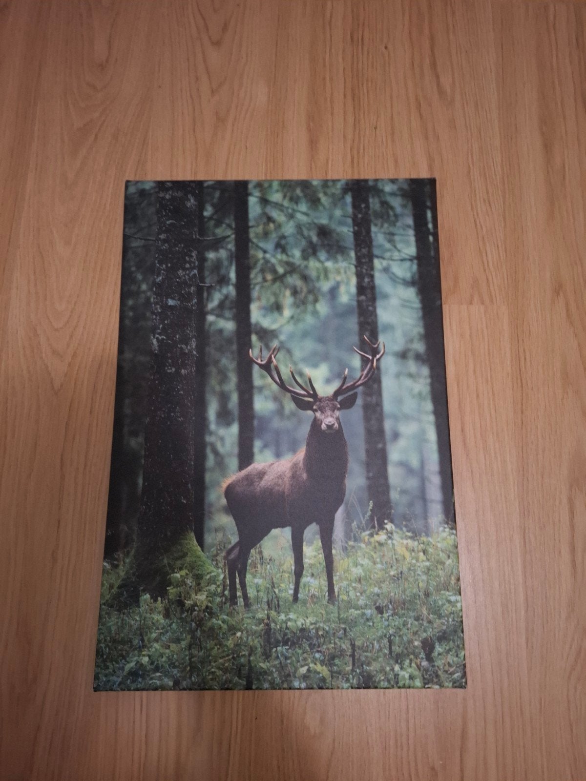Schilderij Hert in Bos - Canvas 40x60 cm, 50 – 75, Minder dan 50 cm, Ophalen of Verzenden, Print