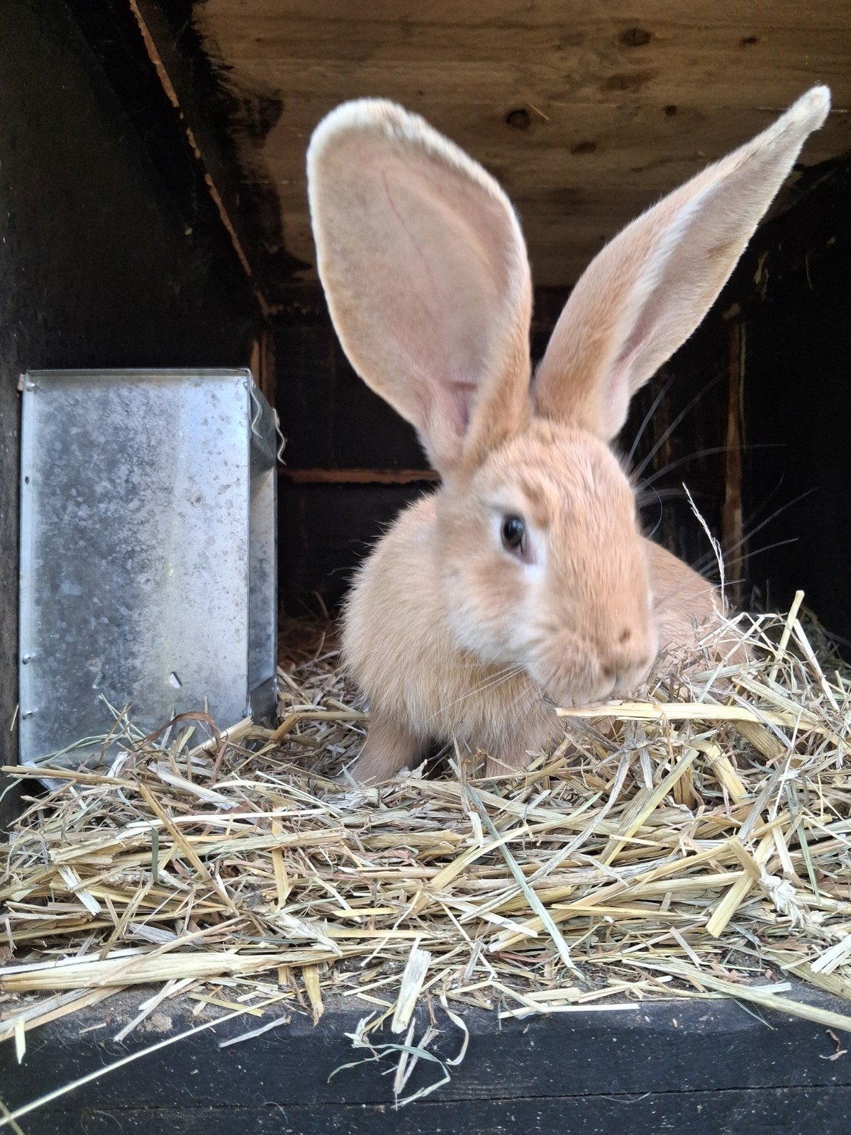 vlaamse reus, Dieren en Toebehoren, Konijnen, Vrouwelijk, Groot