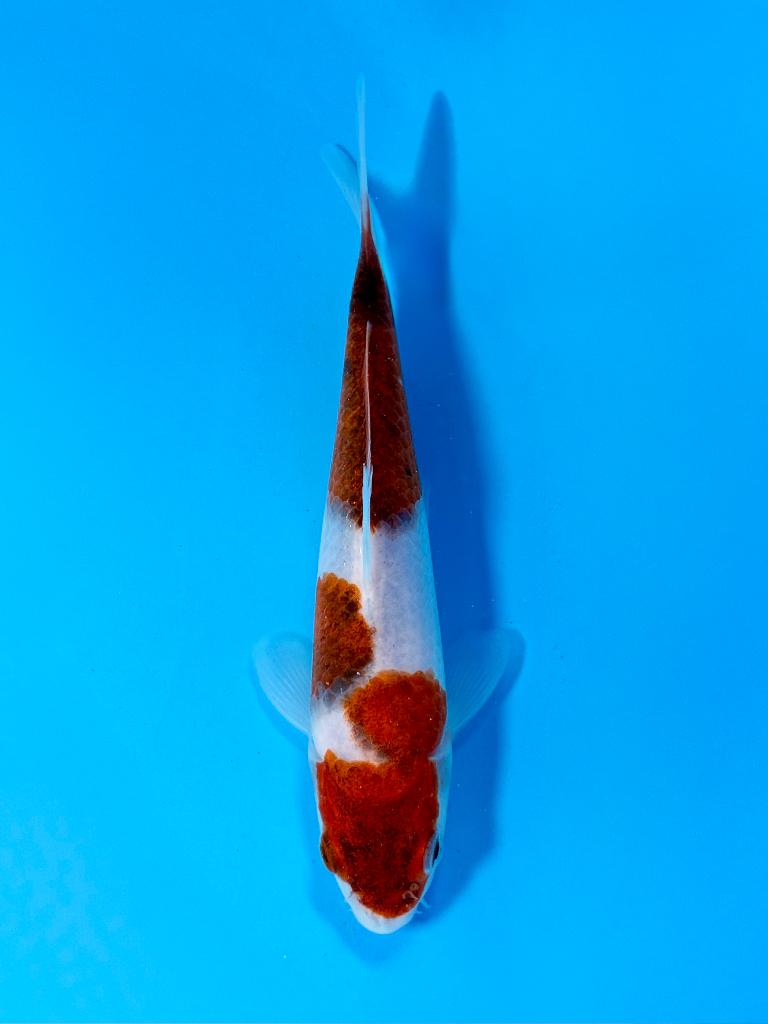 Japanse Koi – Marushi | Goromo | Incl Certificaat, Dieren en Toebehoren, Vissen | Vijvervissen, Karper of Koi