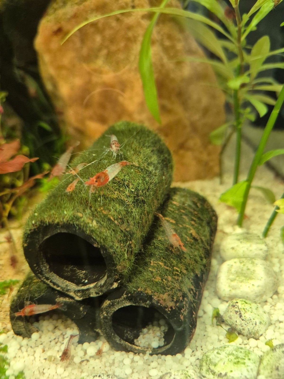 Eigen gekweekte Rode Rili garnalen, Kreeft, Krab of Garnaal