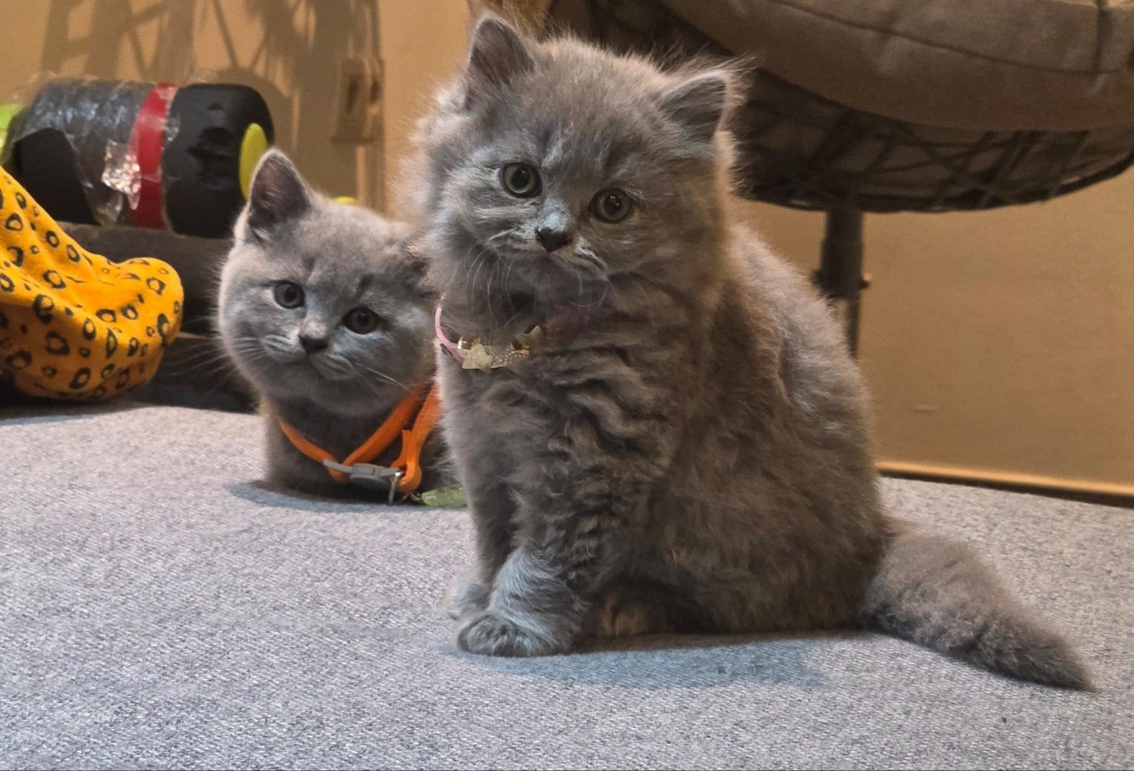 Nog 1 brits langhaar kitten beschikbaar (mannelijk), Meerdere dieren, Gechipt