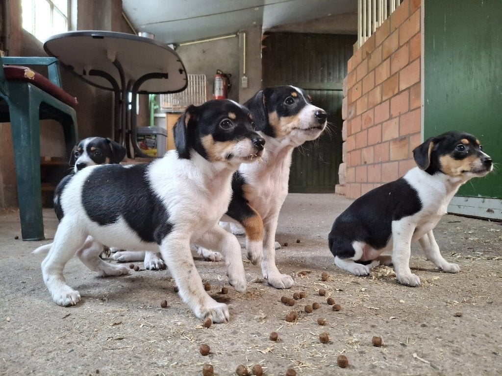 boerenfox pups, Overige rassen, 8 tot 15 weken, Parvo, Meerdere