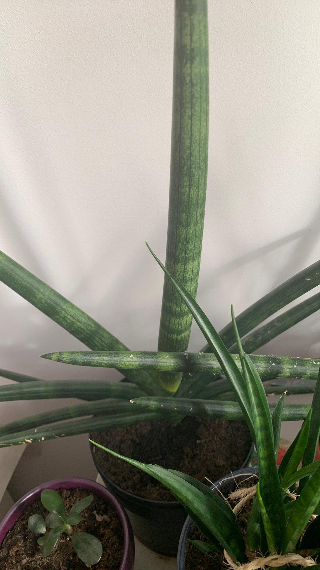 Cactus plant met pot €10, Huis en Inrichting, Ophalen, Cactus, Volle zon, Minder dan 100 cm
