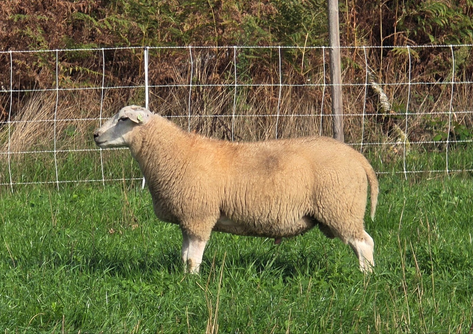 Swifter rammen (stamboek, ARR/ARR, Myomax Gold), Mannelijk, Schaap