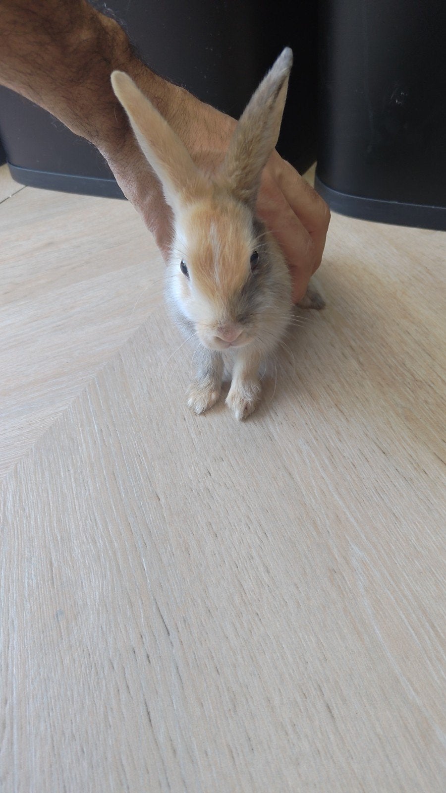 konijn, Dieren en Toebehoren, Geslacht onbekend, Dwerg, 0 tot 2 jaar