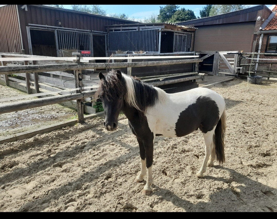 Aspc pony's /minipaarden, Dieren en Toebehoren, Pony's, Met stamboom, A pony (tot 1.17m), 3 tot 6 jaar, Meerdere dieren
