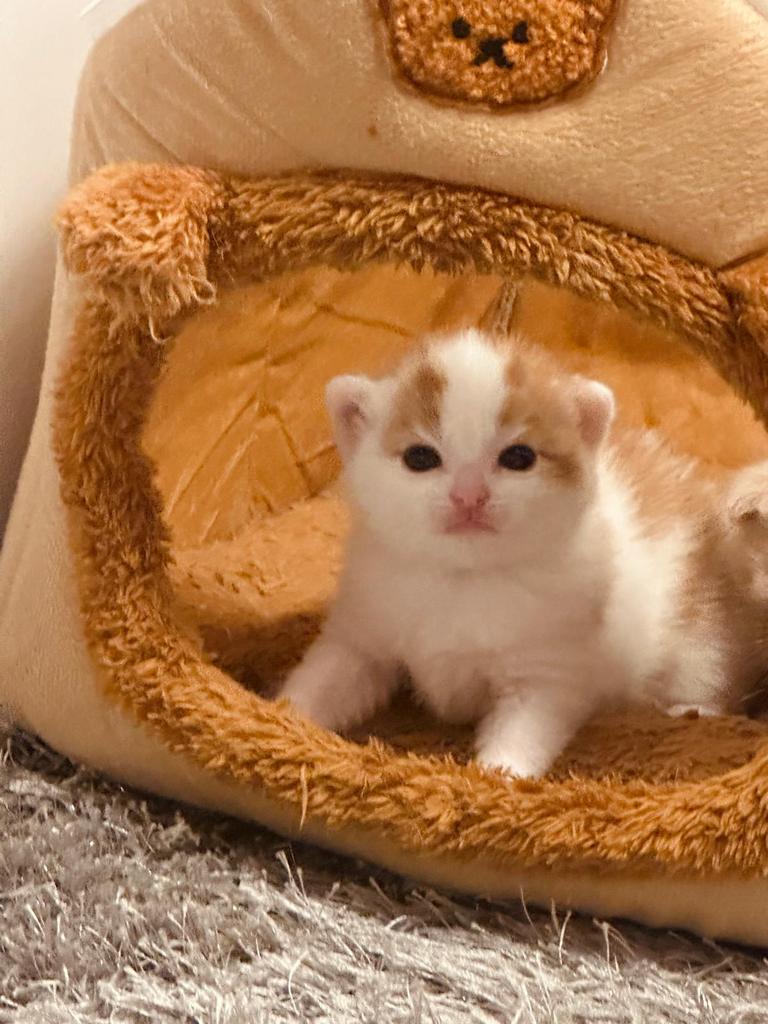 Schattige kitten,brittskorthaar, Dieren en Toebehoren, Katten en Kittens | Overige Katten, Poes