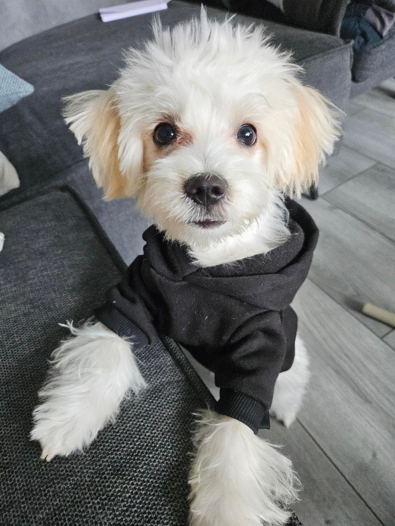 hond, Parvo, Maltezer, Reu, 8 tot 15 weken
