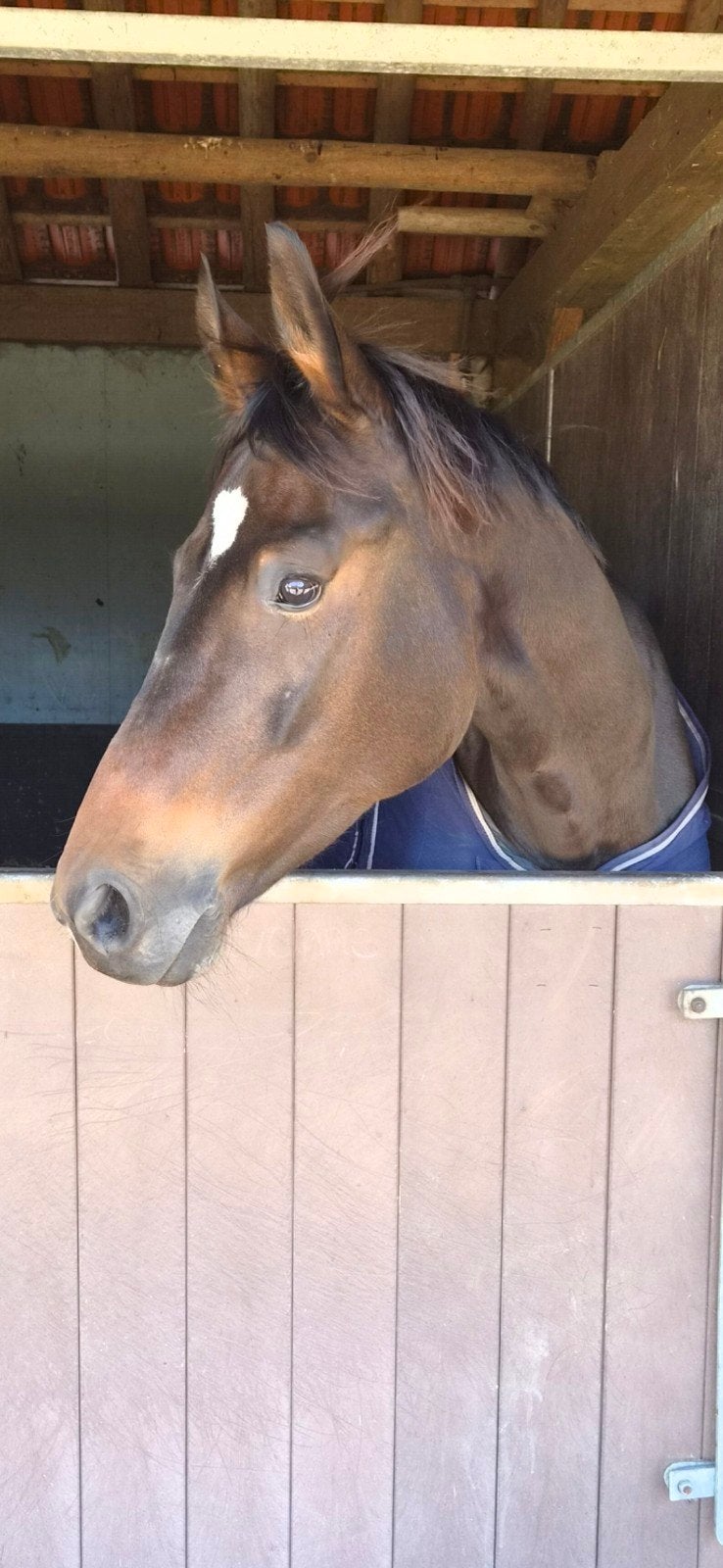 Lieve 5 jarige merrie te koop, Dieren en Toebehoren, Merrie, Met stamboom, Dressuurpaard, 3 tot 6 jaar