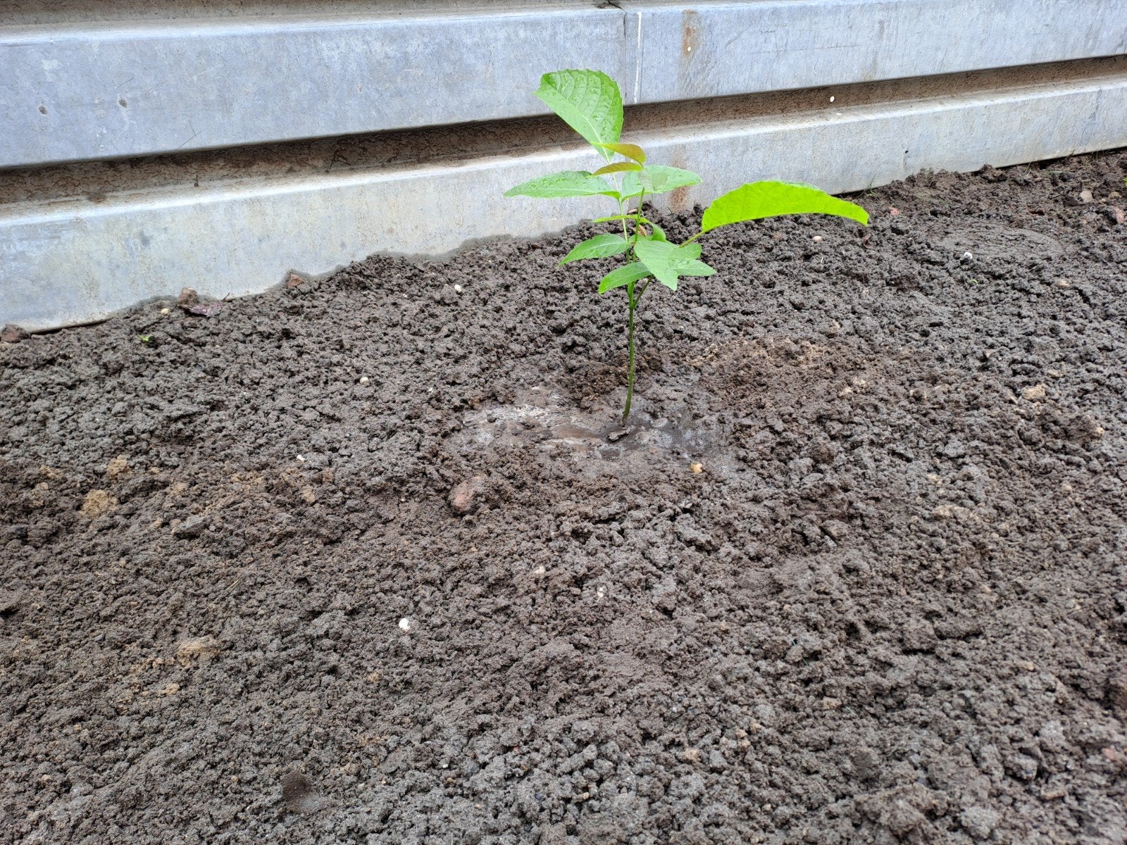 Stekjes walnoten boom, Tuin en Terras, Planten | Fruitbomen, Ophalen, Minder dan 100 cm, Walnotenboom