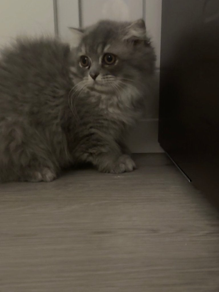 knuffelig Perzisch kitten, Kater, Gechipt