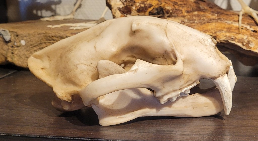 Schedel Nevelpanter replica, Ophalen of Verzenden, Nieuw, Wild dier, Schedel