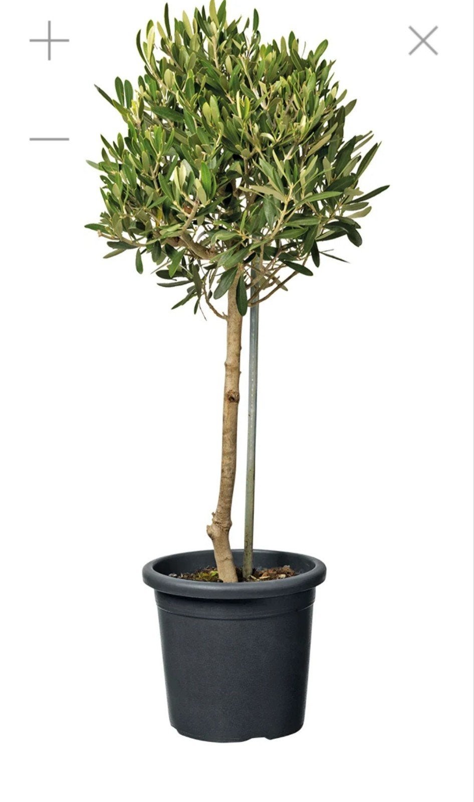 Olijfboom in pot - Mediterrane sfeer voor uw tuin, Tuin en Terras, Planten | Bomen, Ophalen