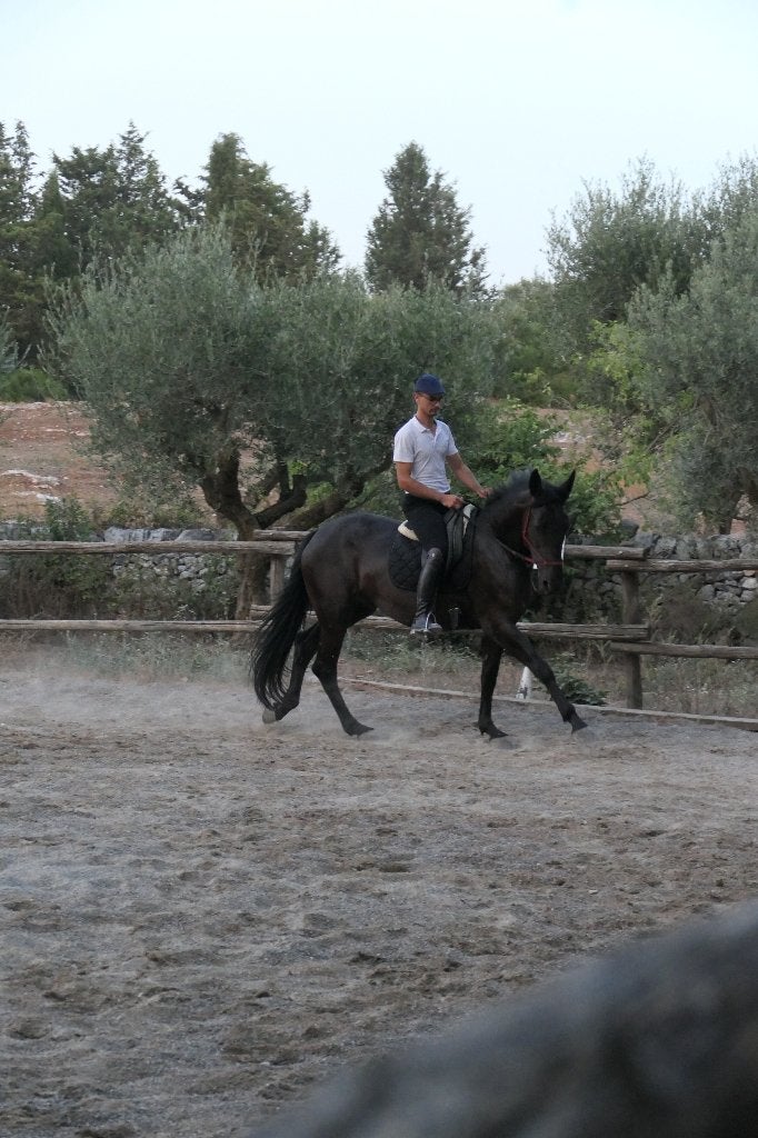 Groot aanbod van goedgekeurde Murgese paarden, Met stamboom, Niet van toepassing, Dressuurpaard, 3 tot 6 jaar