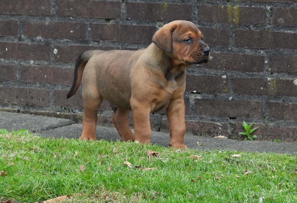 Prachtige pups kruising Dobermann x Rottweiler/Weimaraner, Dieren en Toebehoren, Parvo, 8 tot 15 weken, Groot, Meerdere