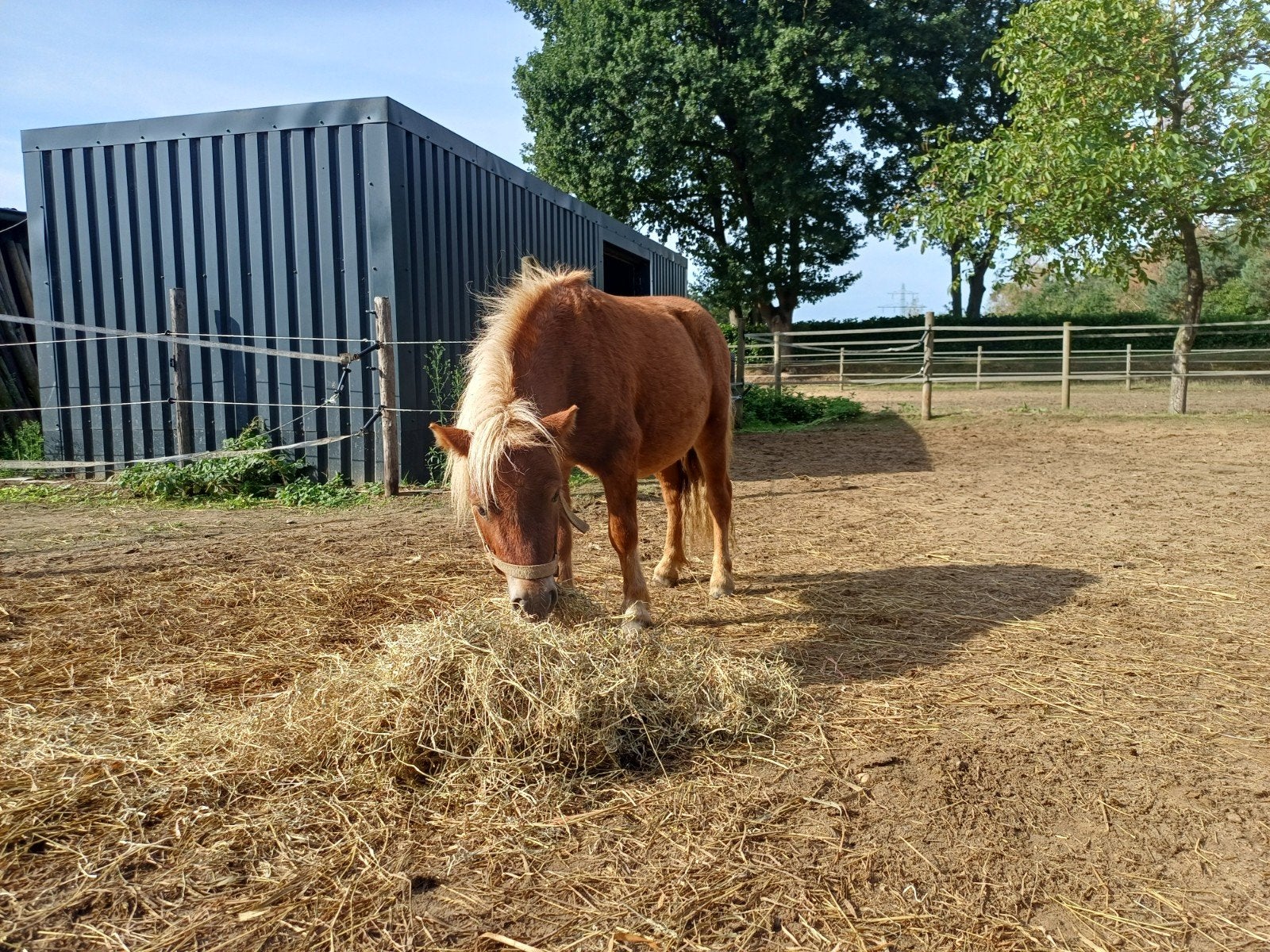 Foto 18 van 2 brave shetlander ruintjes! 🩵🩵 2 jaar oud