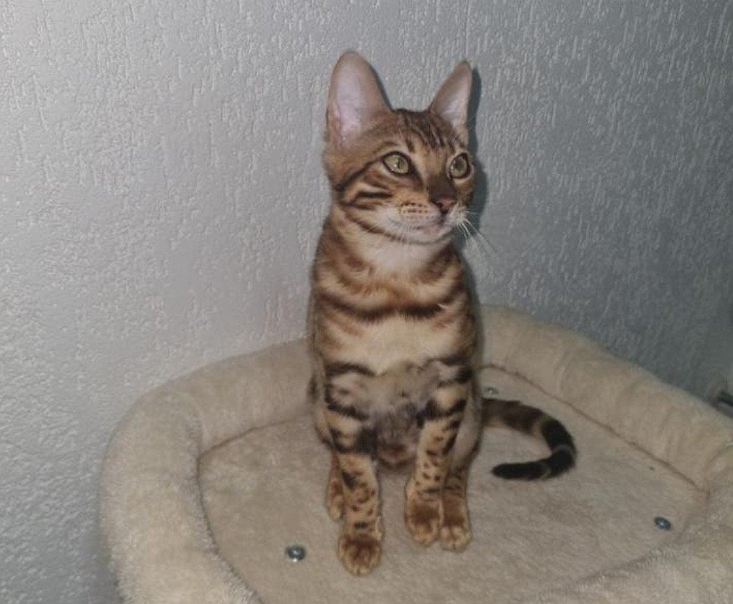 Bengaalse poes, Dieren en Toebehoren, Katten en Kittens | Raskatten | Korthaar, Poes, Gechipt, 0 tot 2 jaar