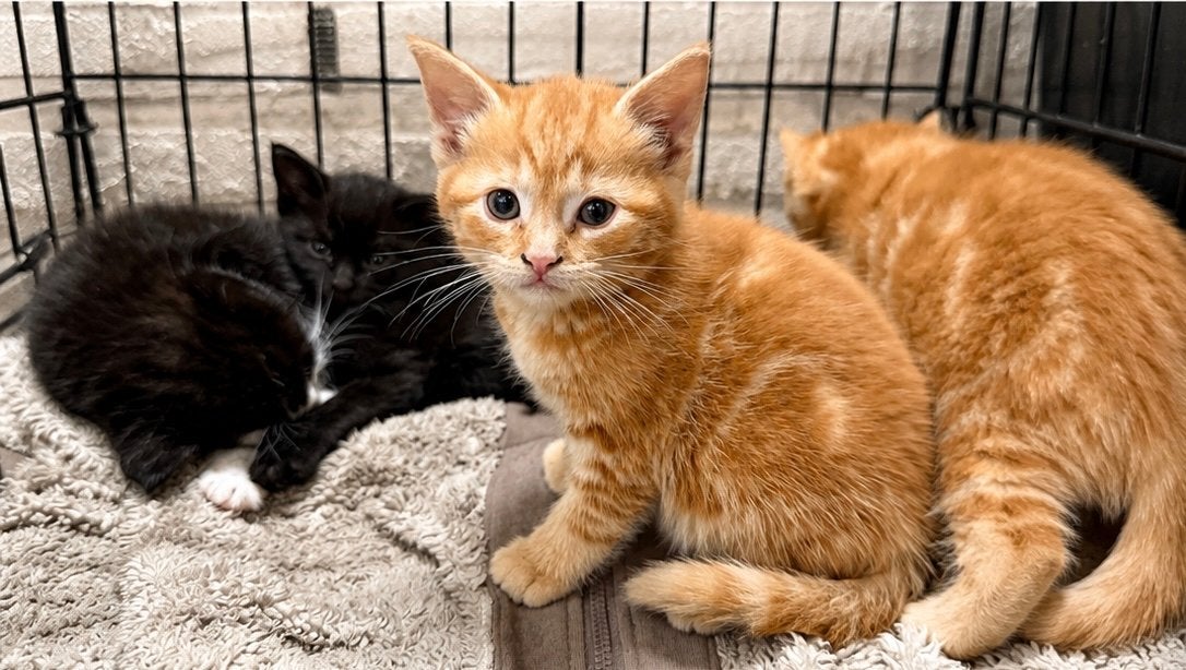 Lieve kittens zoeken een nieuw thuis, Dieren en Toebehoren, Katten en Kittens | Overige Katten, Poes