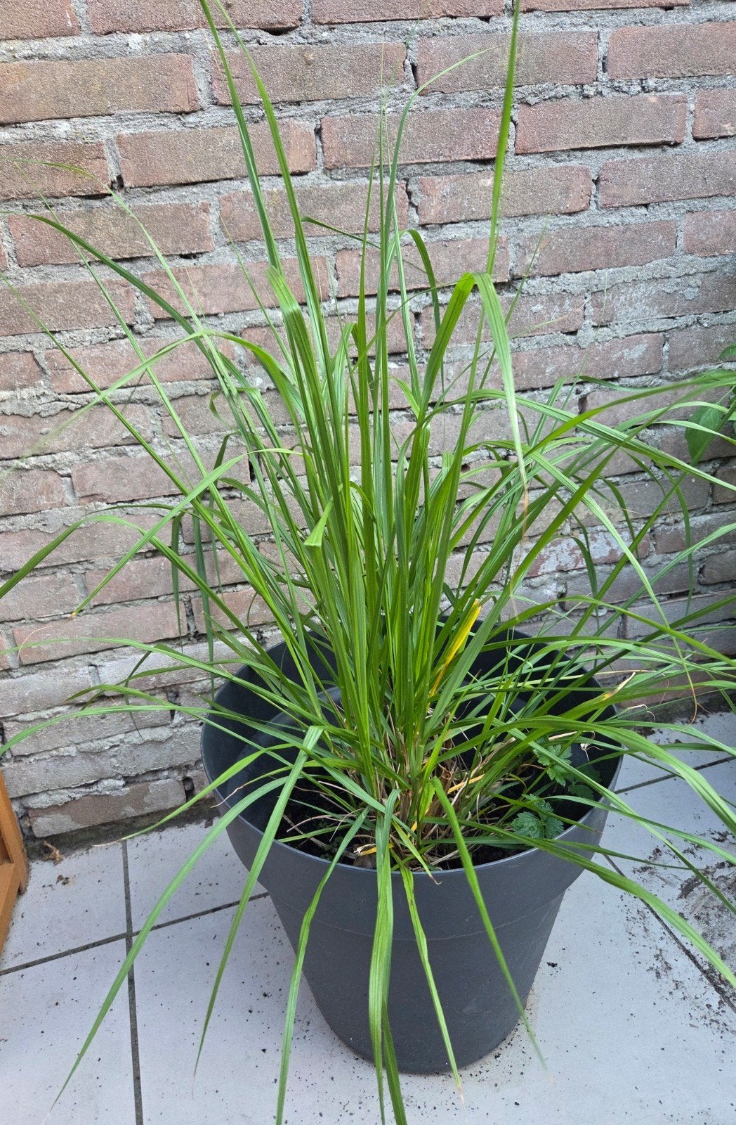 2x siergras, Ophalen, Siergrassen, Volle zon