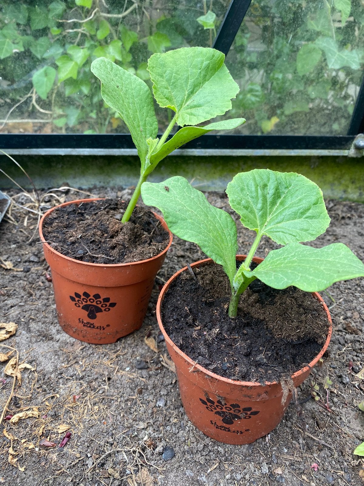 Pompoen planten, Tuin en Terras, Planten | Tuinplanten, Ophalen, Eenjarig, Groenteplanten, Volle zon