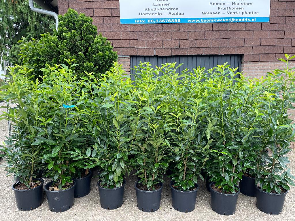 Laurier haagplanten smal blijvend Genolia, Tuin en Terras, Planten | Struiken en Hagen, Ophalen, Laurier, Haag, 100 tot 250 cm