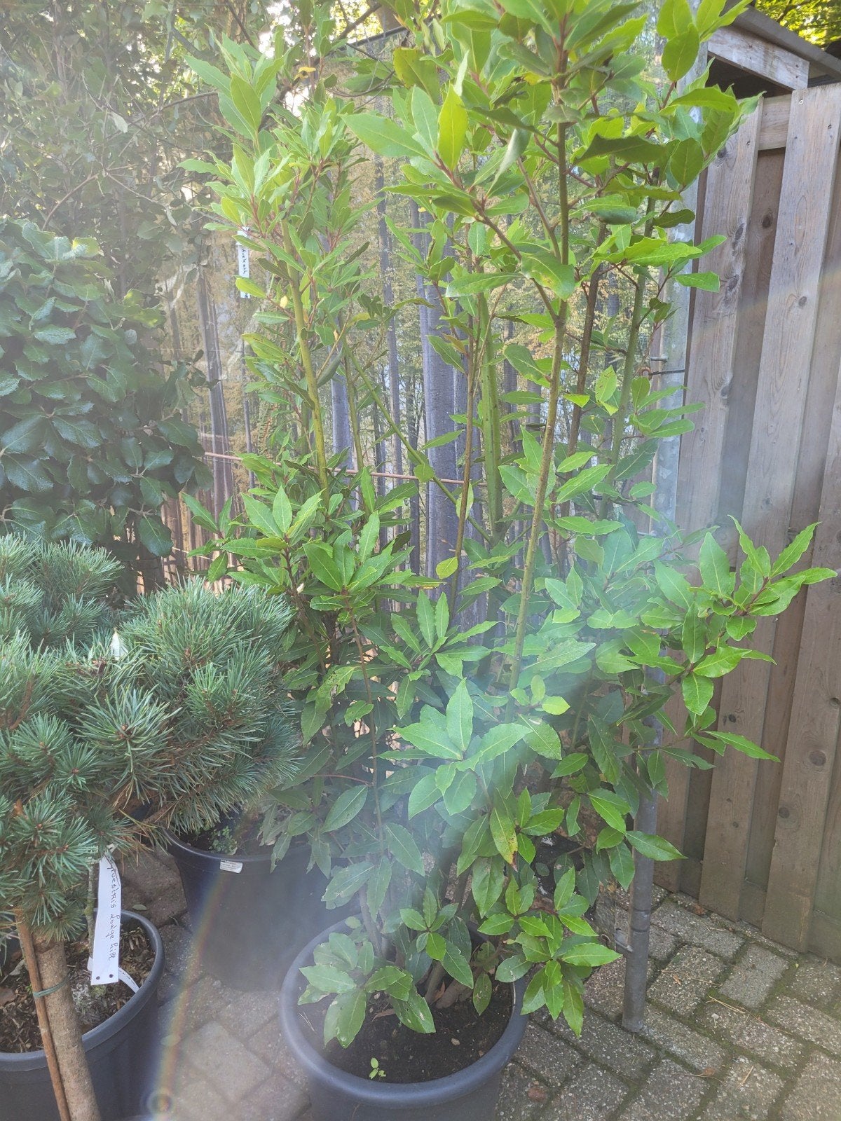 Meerstammige Laurus Nobilis - Laurierboom, Ophalen, Volle zon, Vaste plant, Bloeit niet