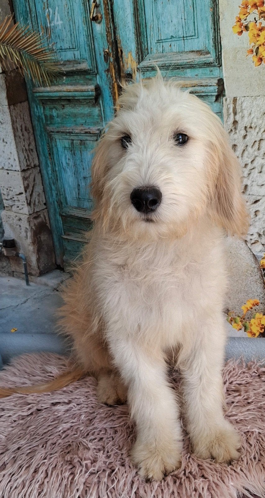 super mooie gezonde golden doodle pup, Dieren en Toebehoren, Parvo, 15 weken tot 1 jaar, Meerdere, Meerdere dieren