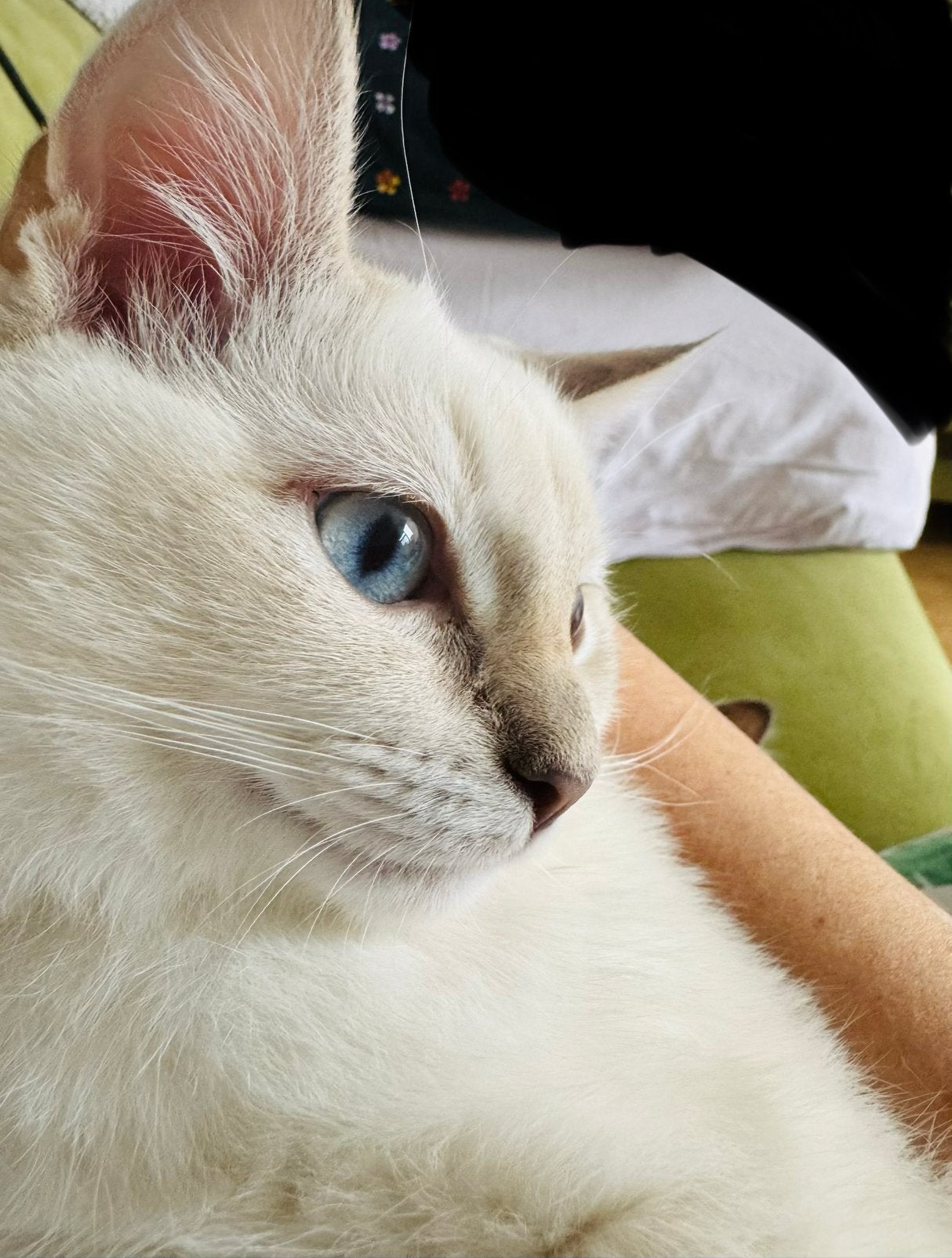 Prachtige Ragdoll kitten – Klaar voor een liefdevol thuis!, Dieren en Toebehoren, Kater, Ontwormd, 0 tot 2 jaar