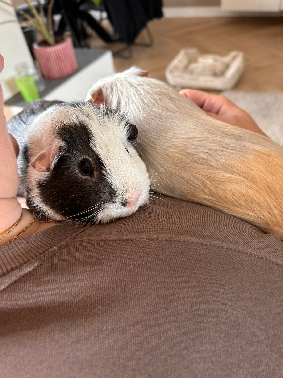 Twee lieve cavias, Dieren en Toebehoren, Knaagdieren, Mannelijk, Cavia, September, Tam
