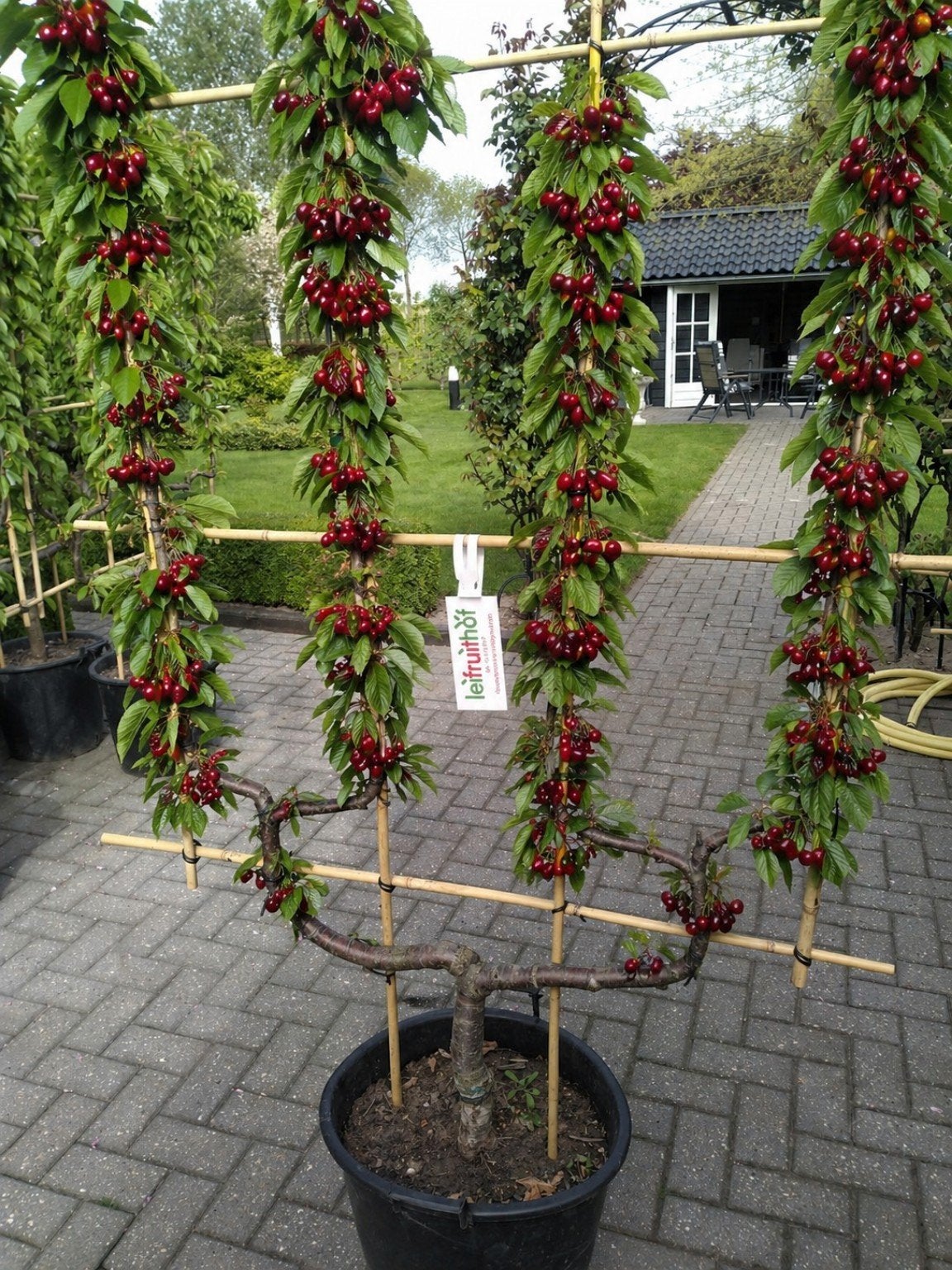 Leifruitbomen: Appel, Peer, Pruim -Kers., Tuin en Terras, Planten | Fruitbomen, Ophalen, Lente, Volle zon, Appelboom