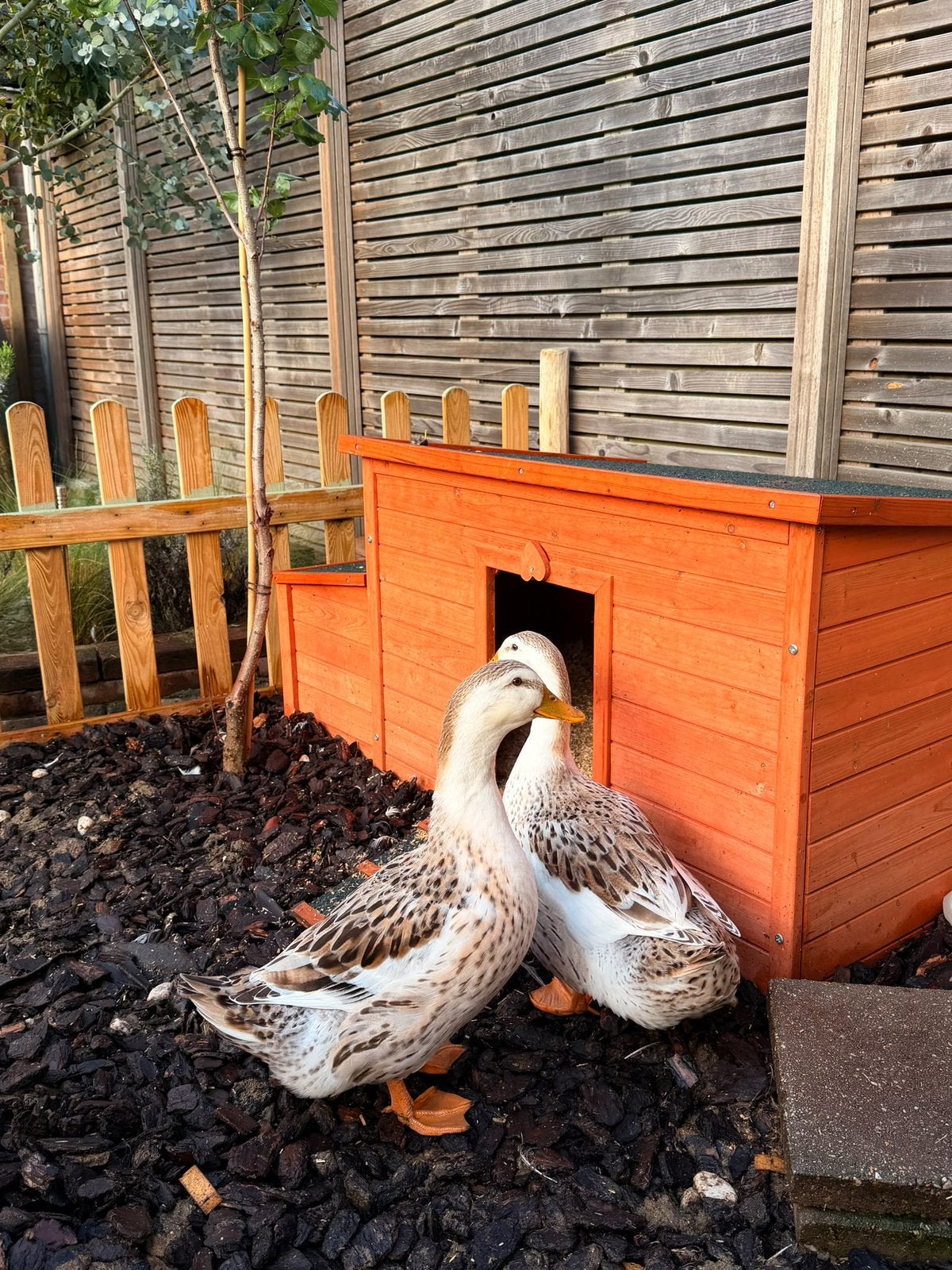 Twee Appleyard eenden zoeken nieuw thuis, Dieren en Toebehoren, Vrouwelijk, Eend