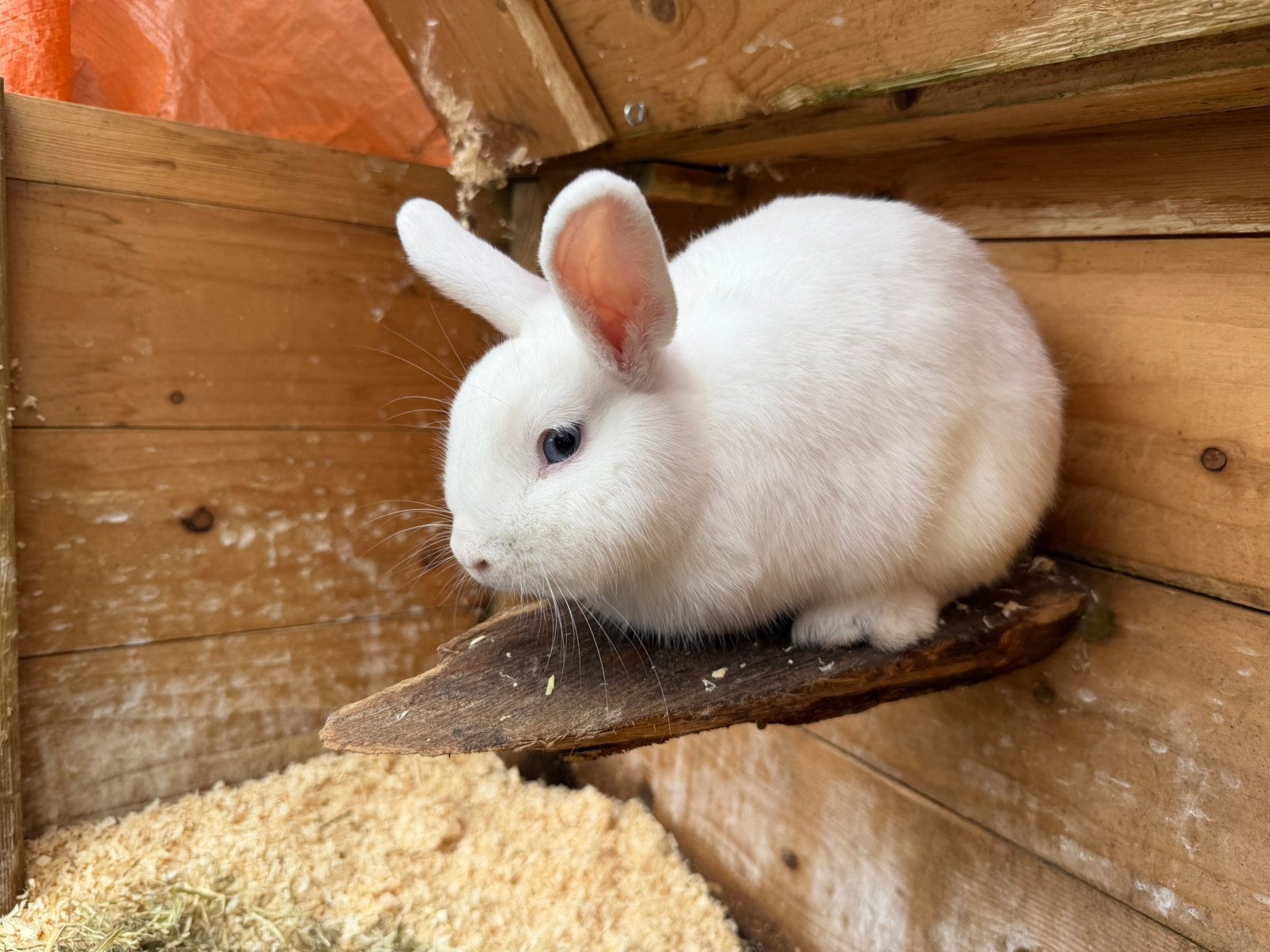 Dwergkonijntjes, Dieren en Toebehoren, Konijnen, Mannelijk, Dwerg