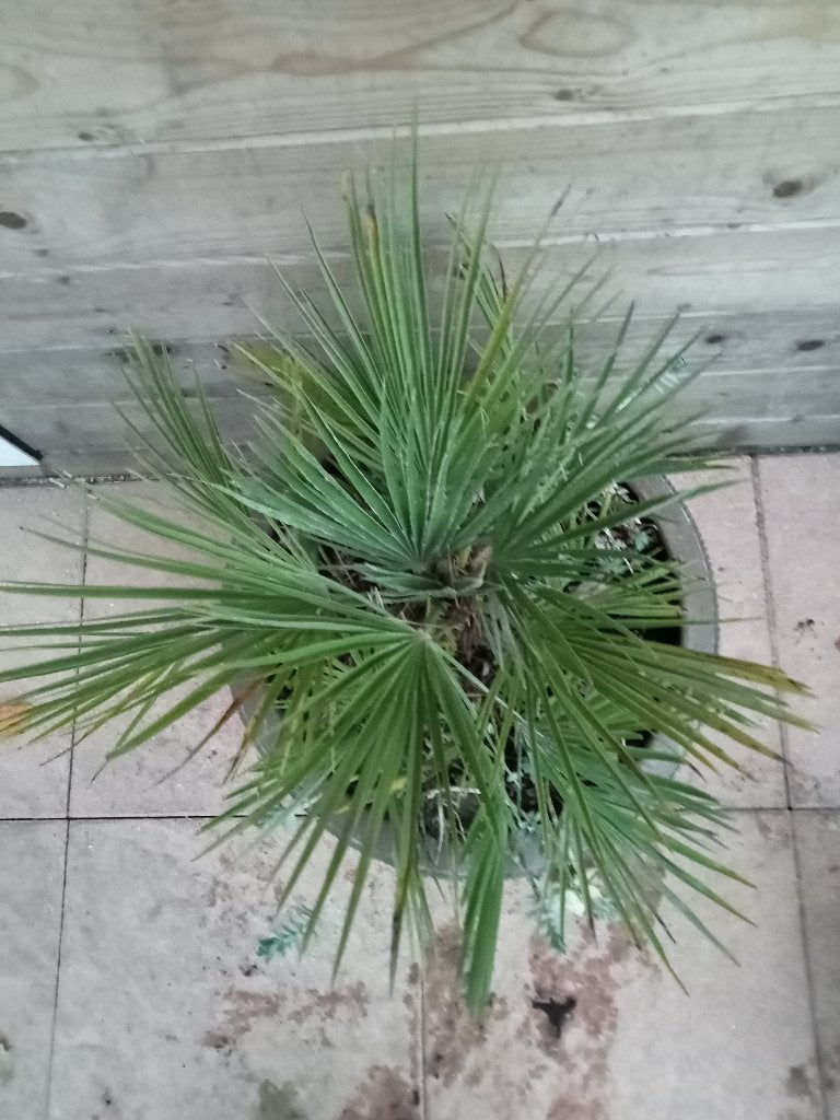 Foto 5 van DWERGPALM CHAMAEROPS HUMILIS IN GROTE SIERPOT