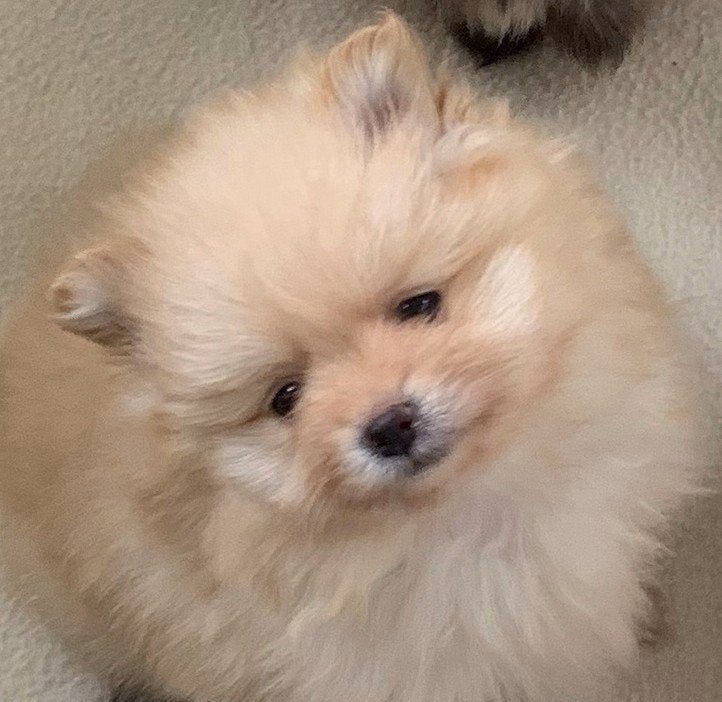 DWERGKEES/POMERIAAN PUPS, Dieren en Toebehoren, Keeshond, CDV (hondenziekte), 8 tot 15 weken, Meerdere