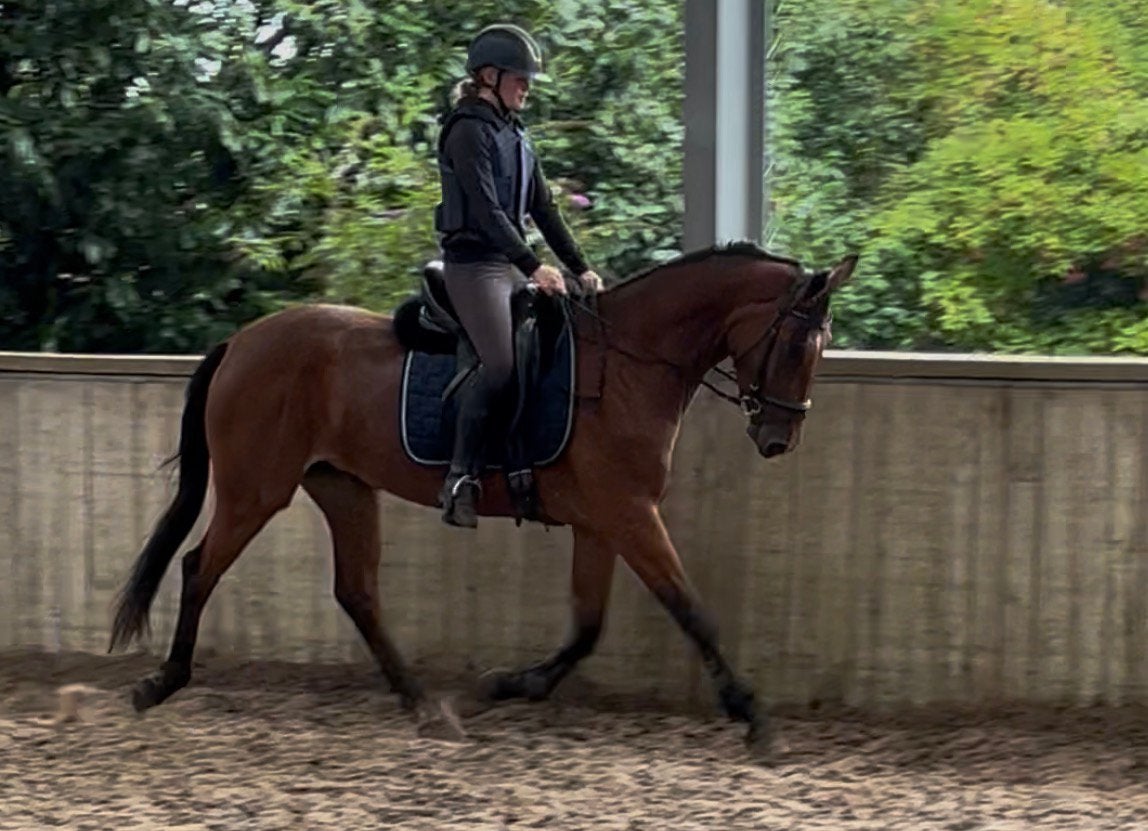 Talentvolle 3,5 jarige merrie, Merrie, Met stamboom, Dressuurpaard, Zadelmak