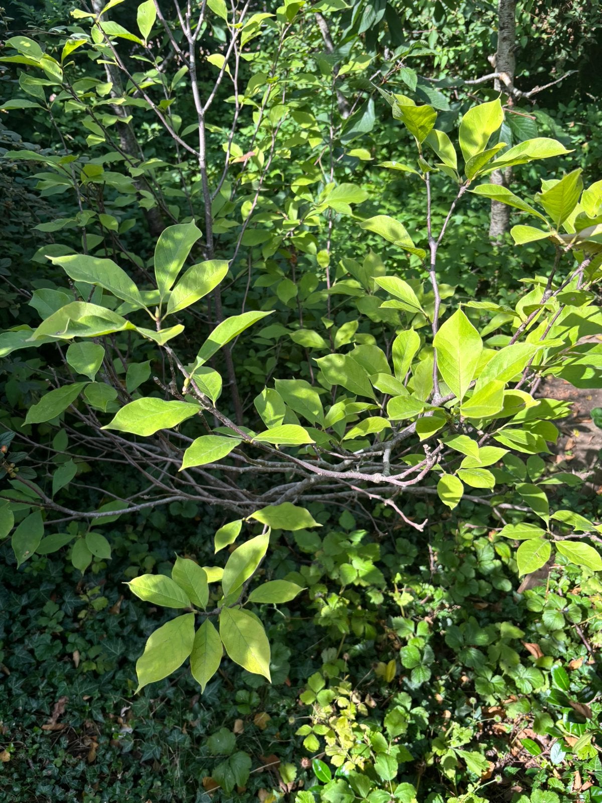 Magnolia soulangeana wit / roze tulpenboom, Ophalen, Lente