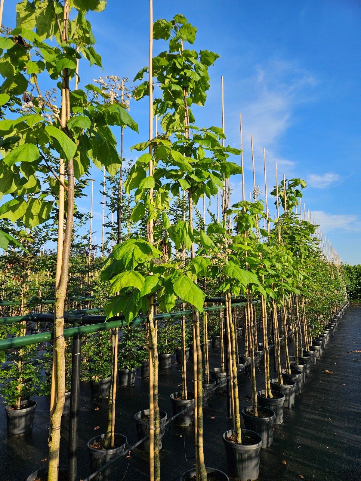 catalpa bignonioides te koop!, Halfschaduw, Overige soorten, 250 tot 400 cm, Zomer