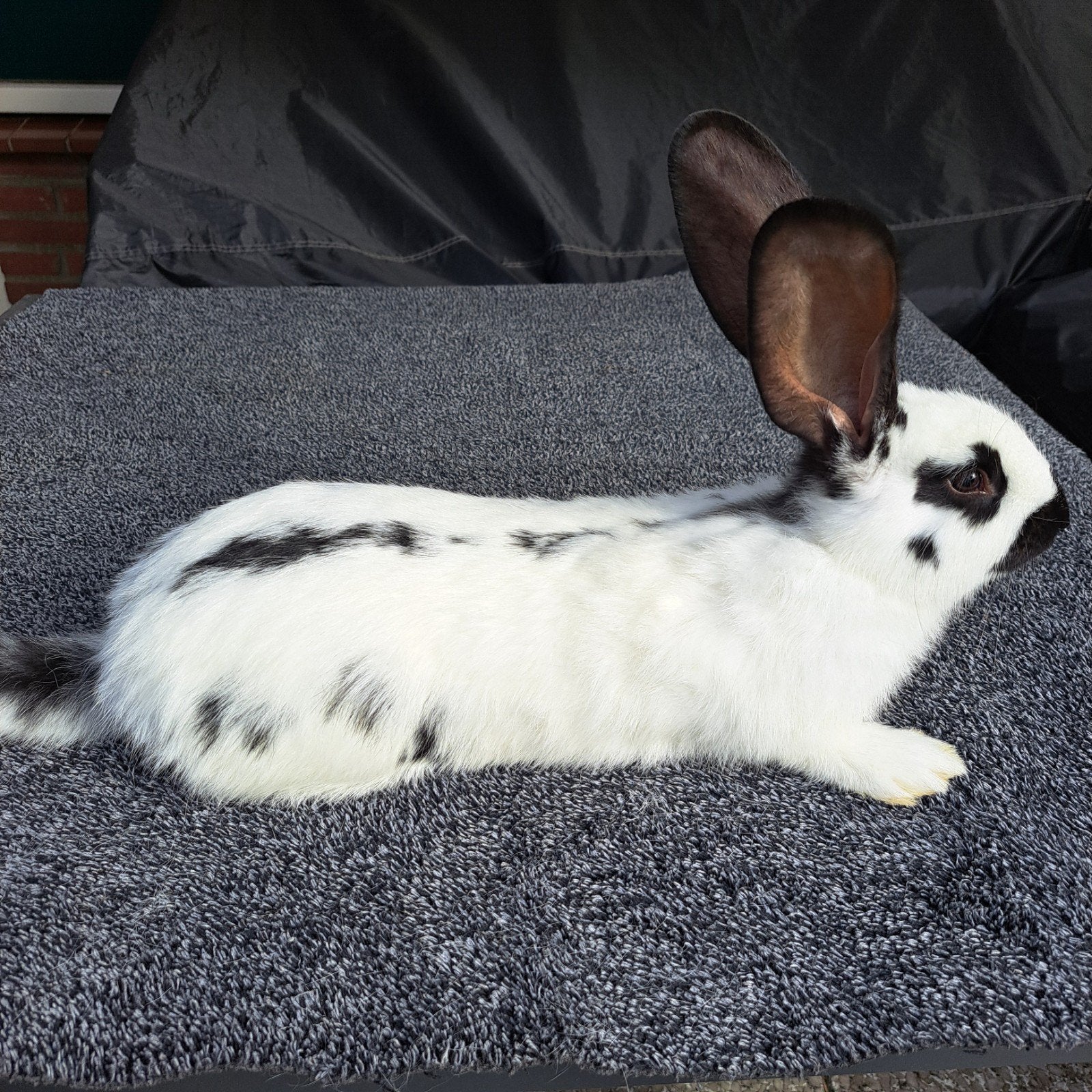 Vlaamse reus / Lotharinger, Dieren en Toebehoren, Vrouwelijk, Groot, 0 tot 2 jaar