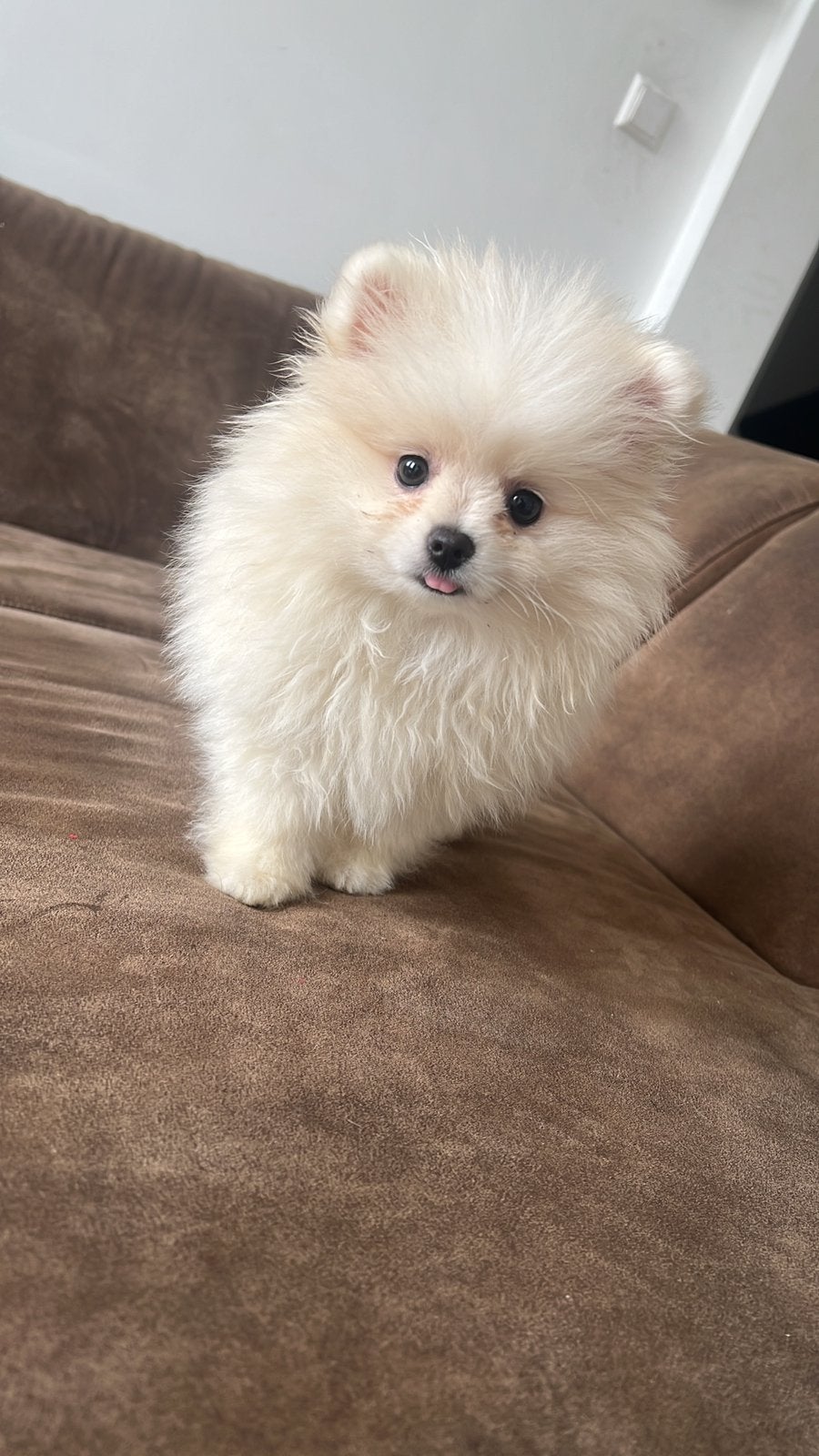 Pomeriaan pup, Dieren en Toebehoren, Honden | Poolhonden, Keeshonden en Oertypen, Particulier, Keeshond, 8 tot 15 weken, Buitenland